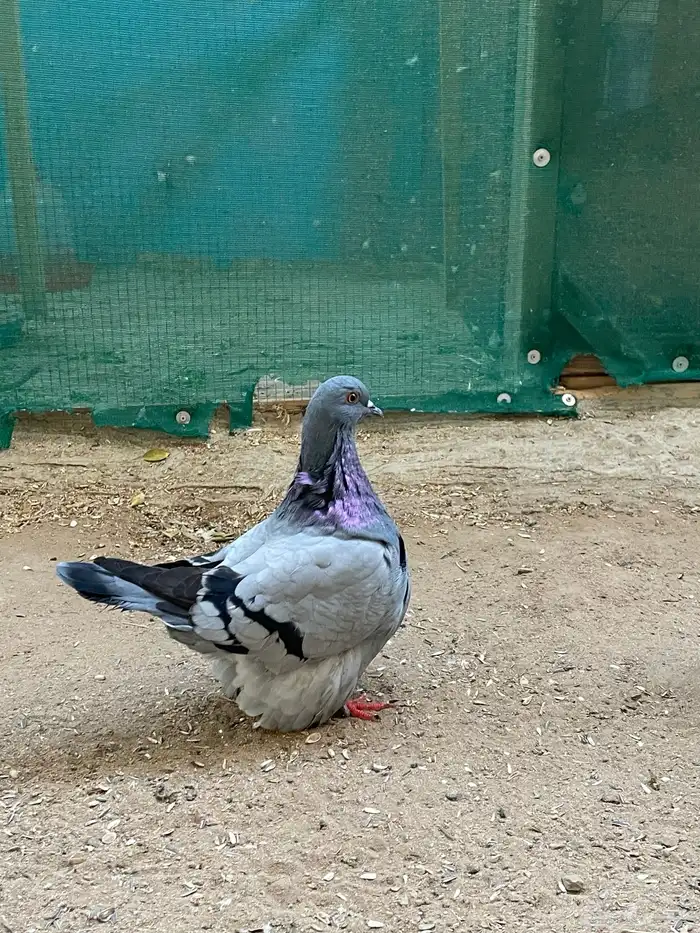 حمام فريش مهبط 4