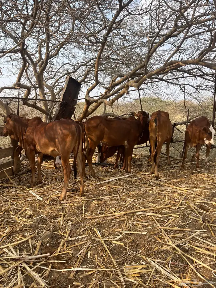 للي يرغب في تاسيس مراح بقر بلدي 6خبيش مراح واحد دهم و2ذكرا 7
