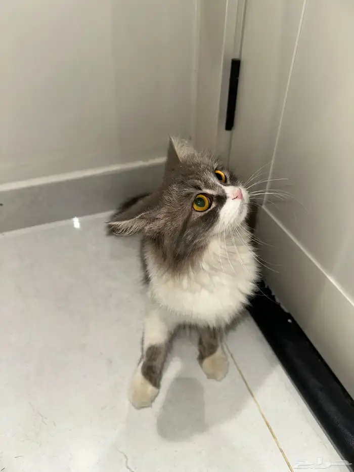 قطة للتبني انثى 3