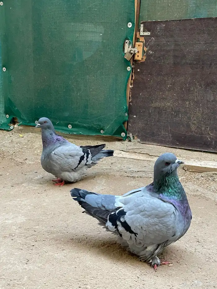 حمام فريش مهبط 6