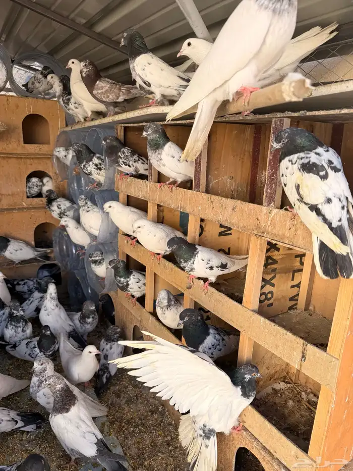 حمام بكستانية توب 14