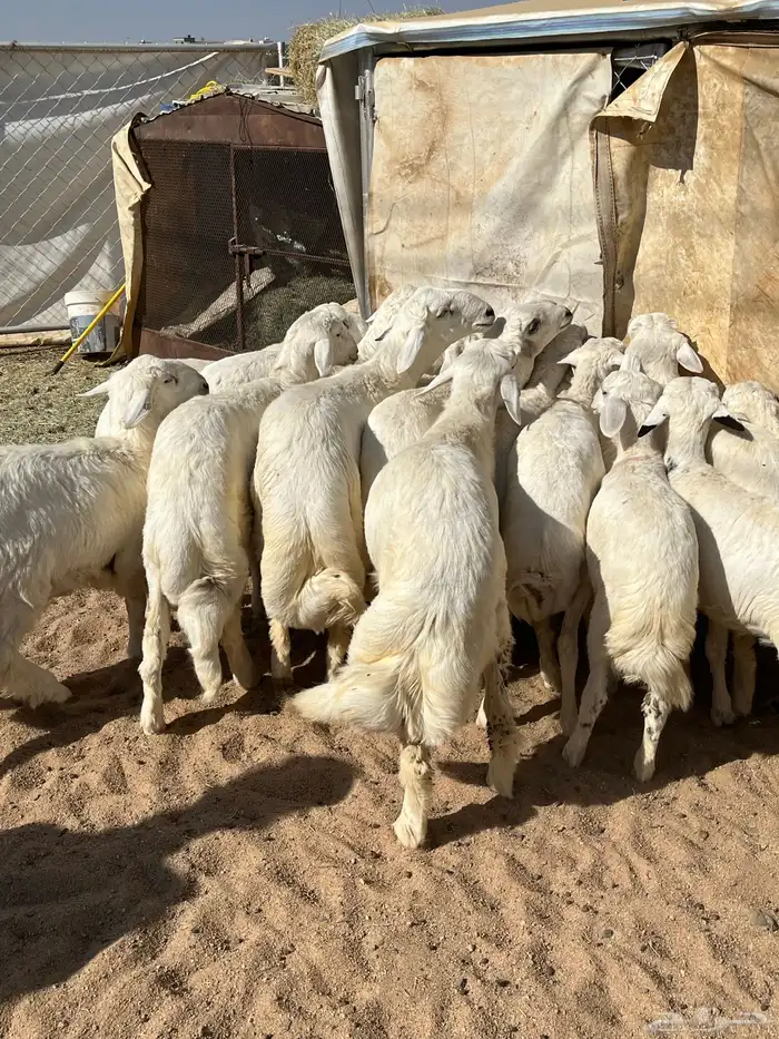 بهم فواخر تم البيع 4