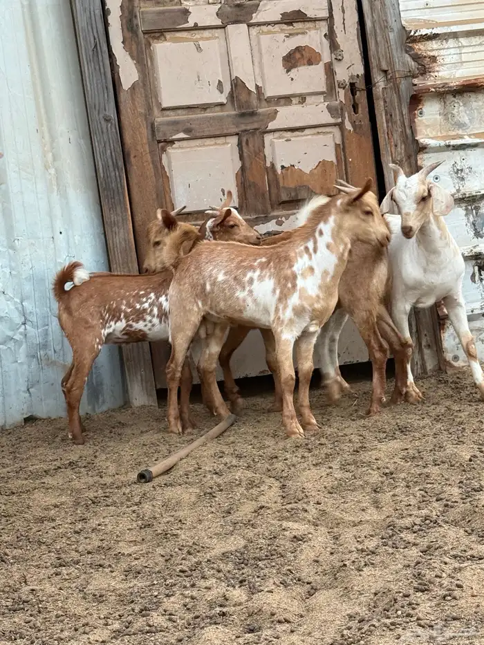 3 تيوس تهاميه للبيع 0