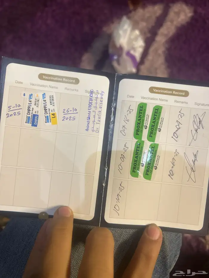 كلاب بودل XL كلاب جميله ولعوبه 12