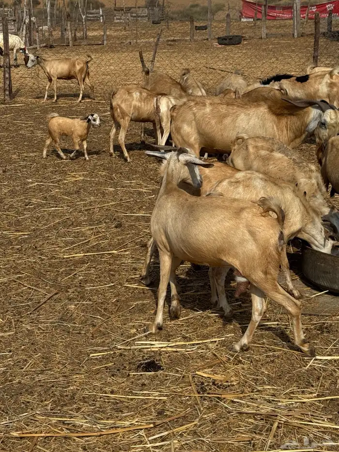 50 راس ماعز للبيع 3