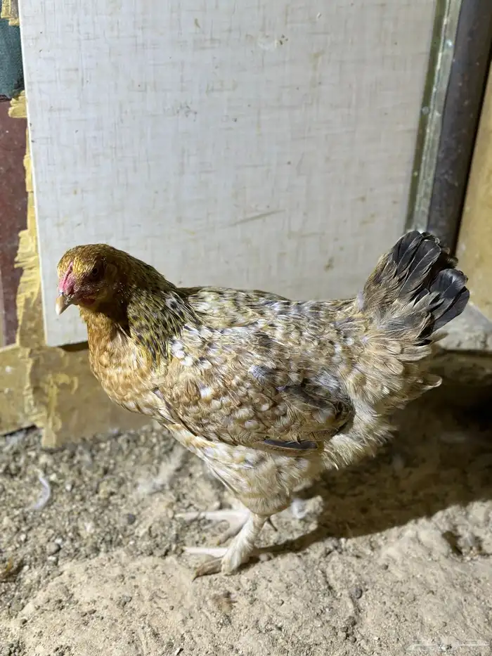 دجاج تركي اللوان تفتح النفس ماشاء الله والبيع سمح 1