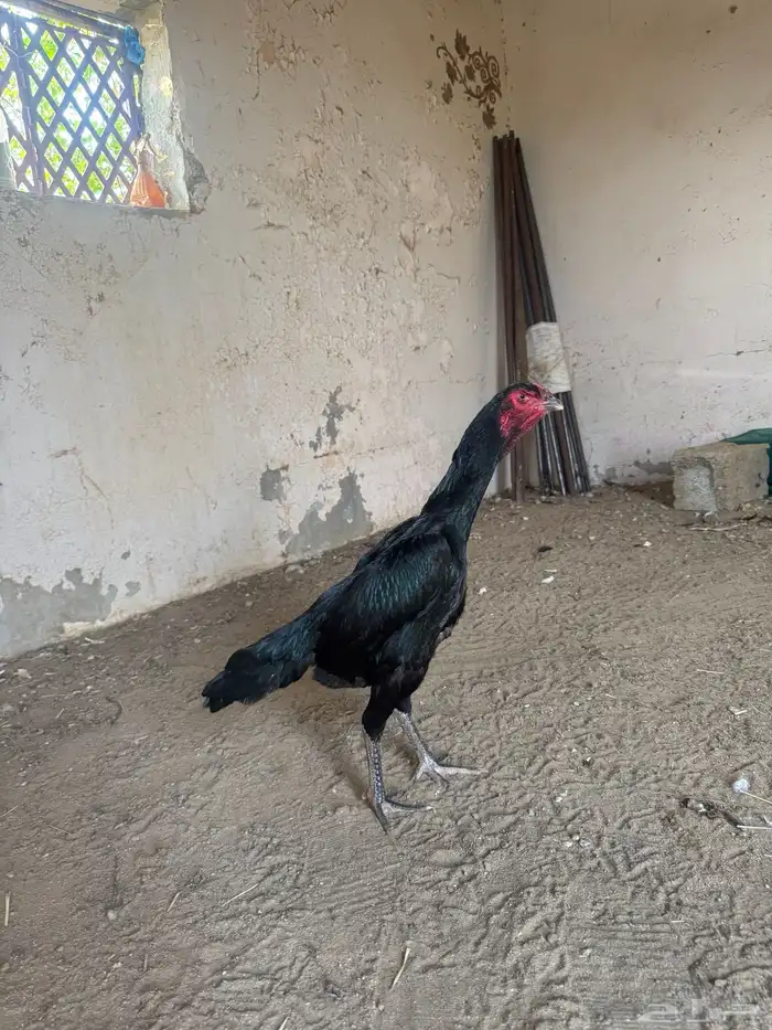 دجاجه شامو الماني 15