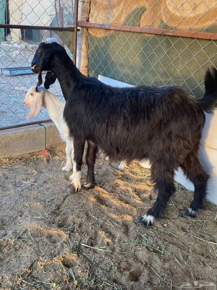 عنز عليها تيس 1