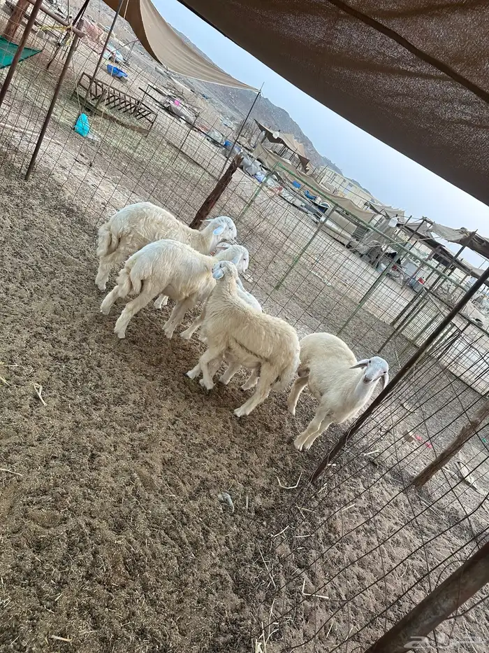 طليان حريه ذبايح 1