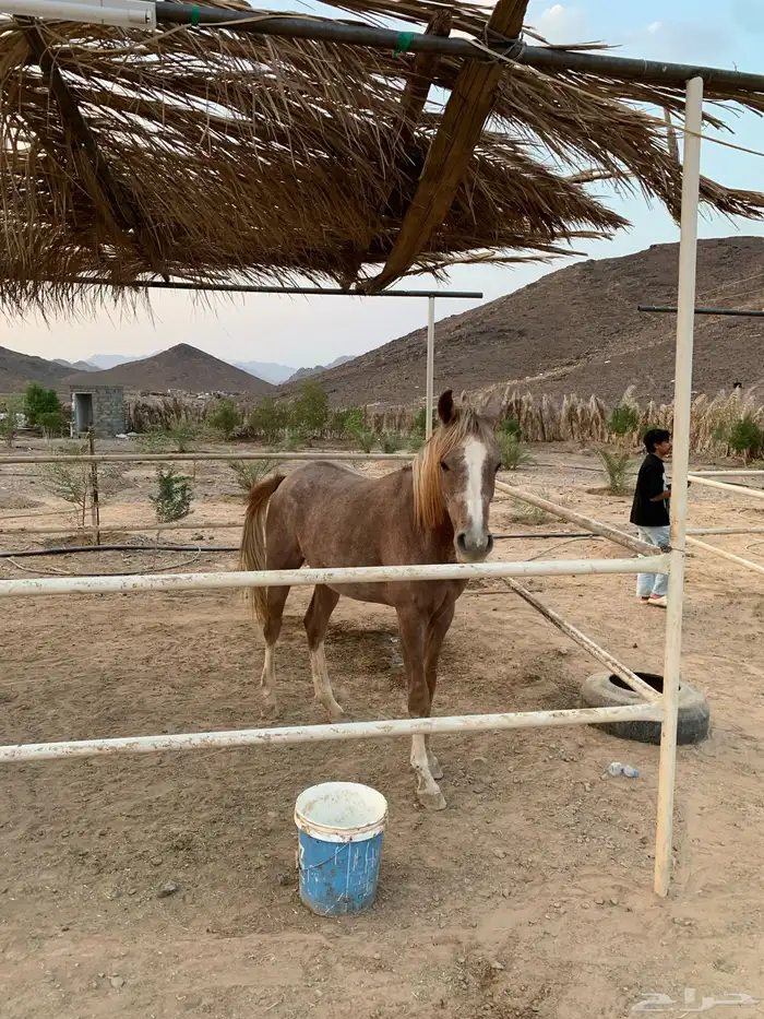 مهره للبيع 0