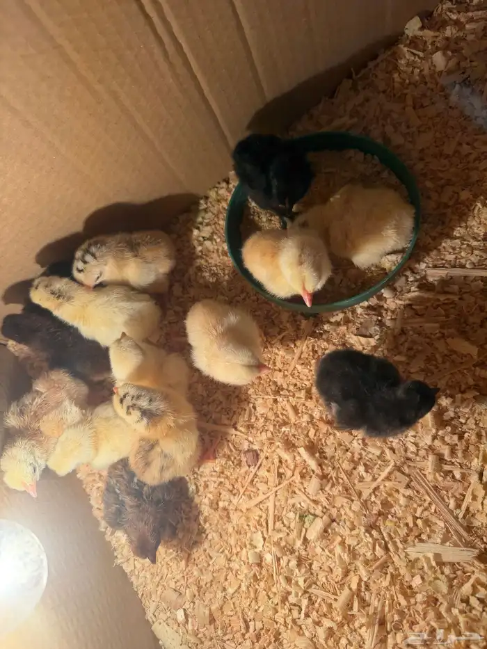 صوص دجاج صغير للبيع 19