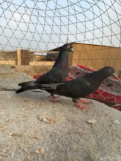 حمام قطيفي index