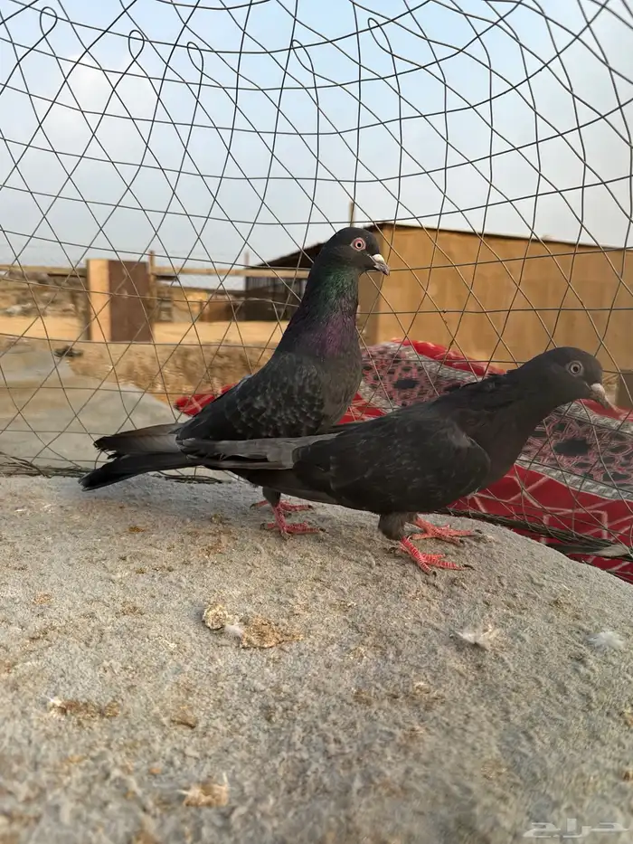 حمام قطيفي 0