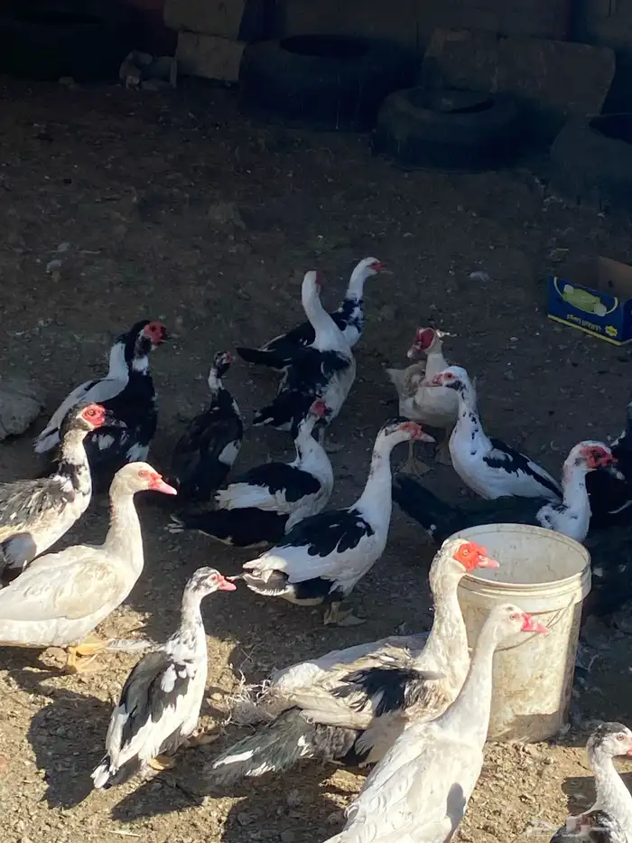 بط بلدي فاخر 4