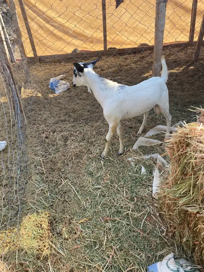 تيوس للبيع. 2