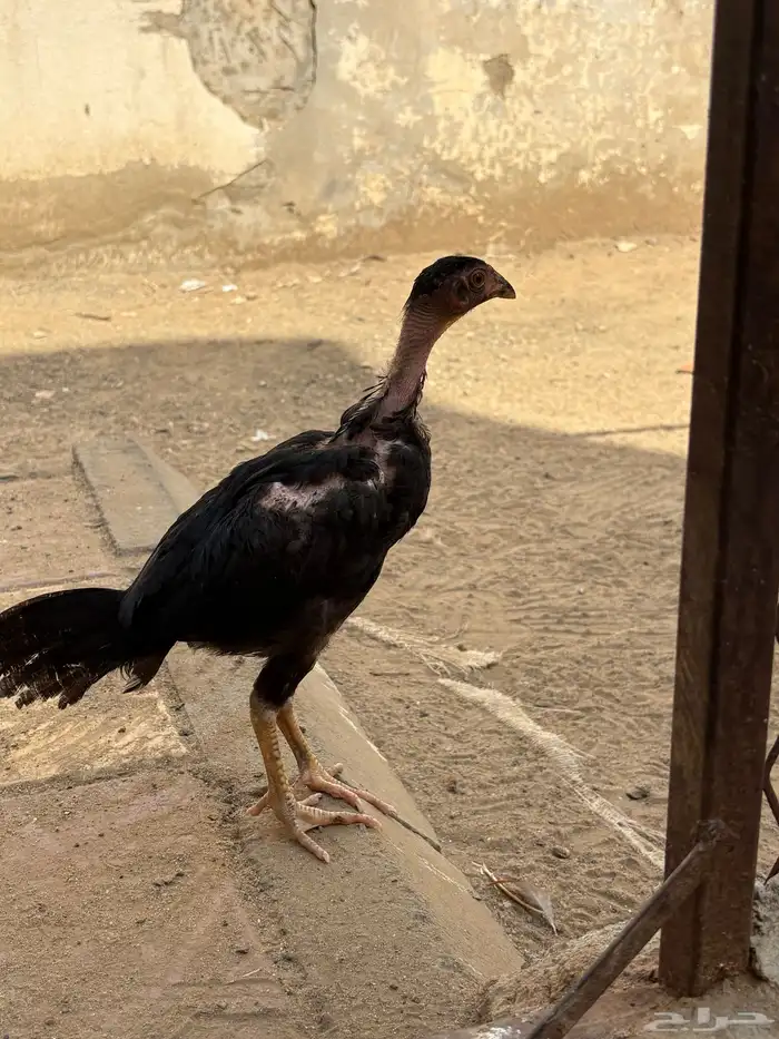 فرخ شامو الماني 3