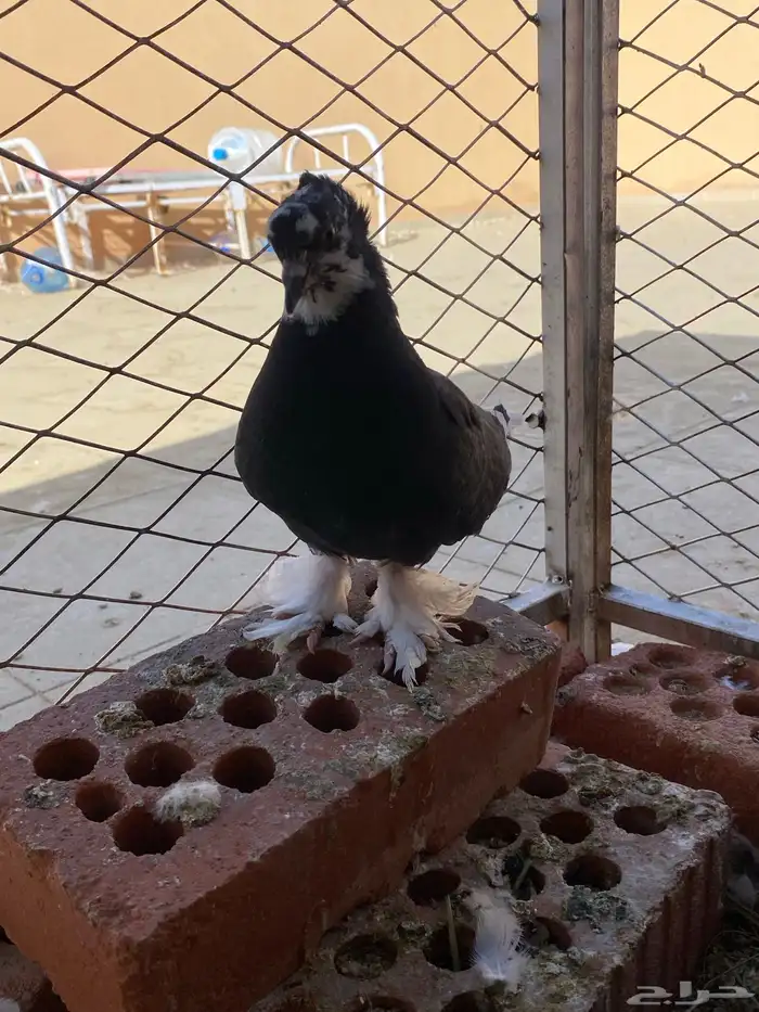 للبيع حمام 7