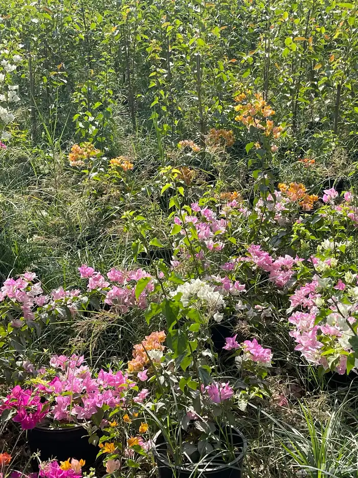 شتلات الجهنمية المجنونة مكبوسة 3