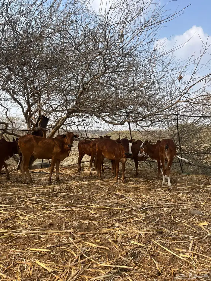 للي يرغب في تاسيس مراح بقر بلدي 6خبيش مراح واحد دهم و2ذكرا 6