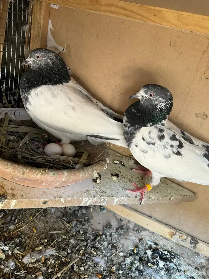 جوز باكستاني منتج 0