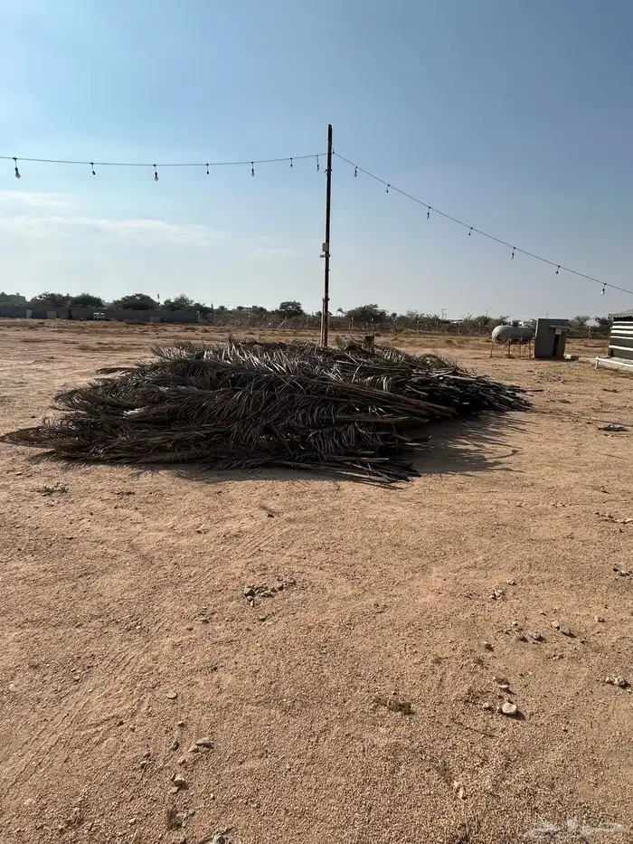 للبيع سعف نخل 2