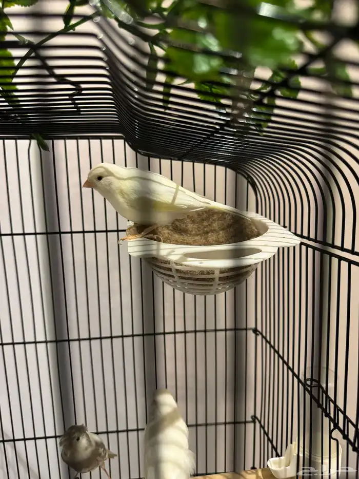 كناري أنثى 0