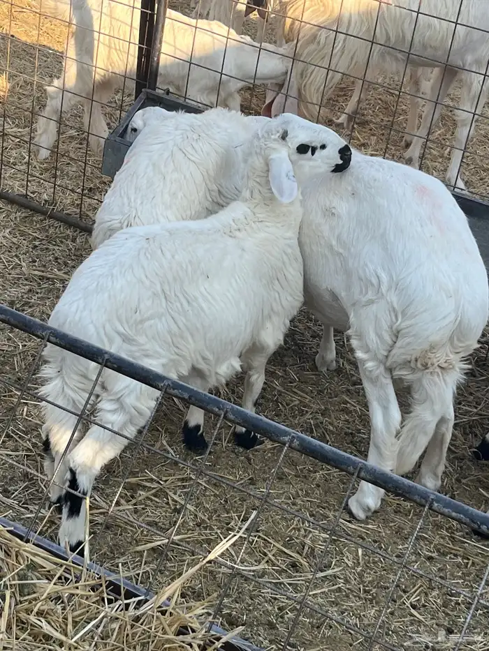 مشاريع فحول هجين مغربي حري 2