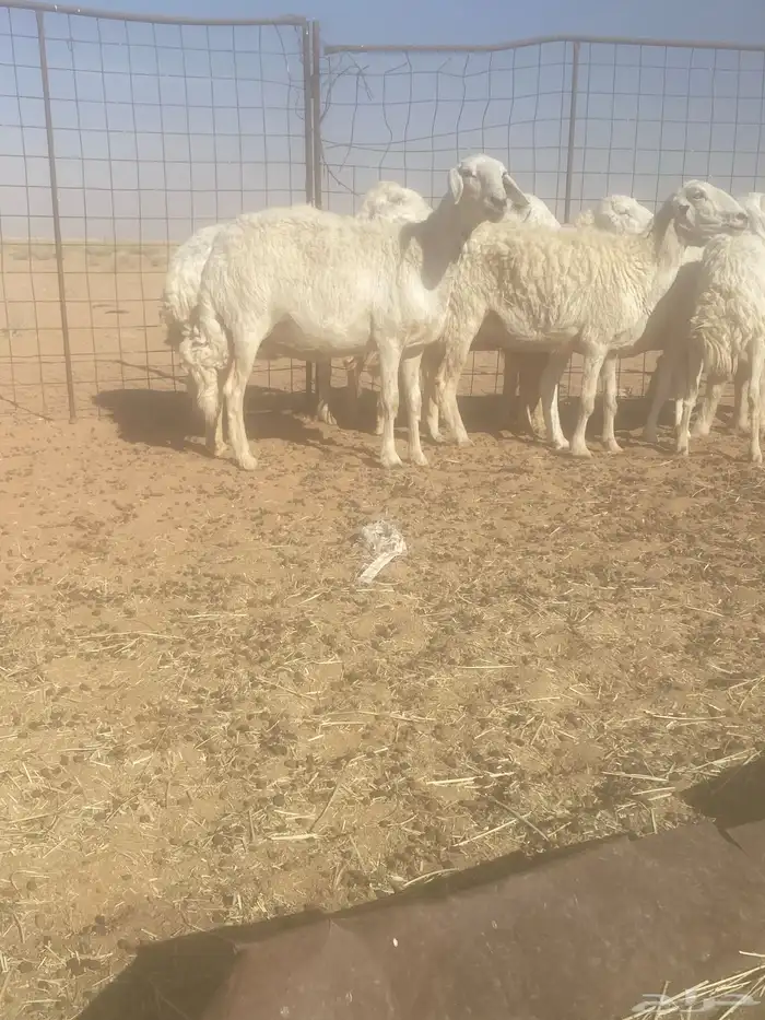 غنم حريات العدد 9 3