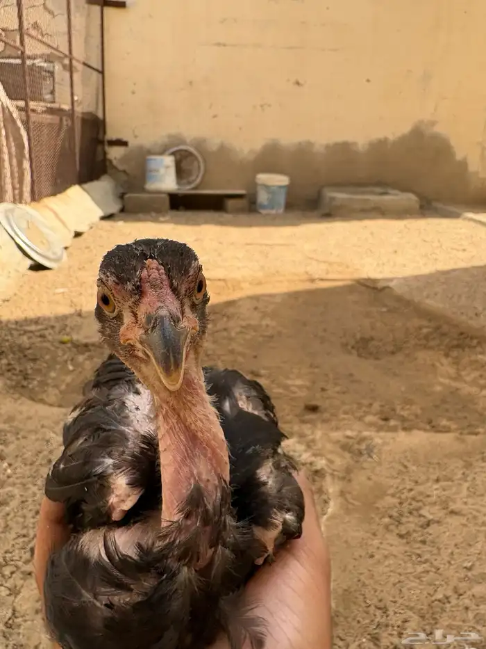 فرخ شامو الماني 4