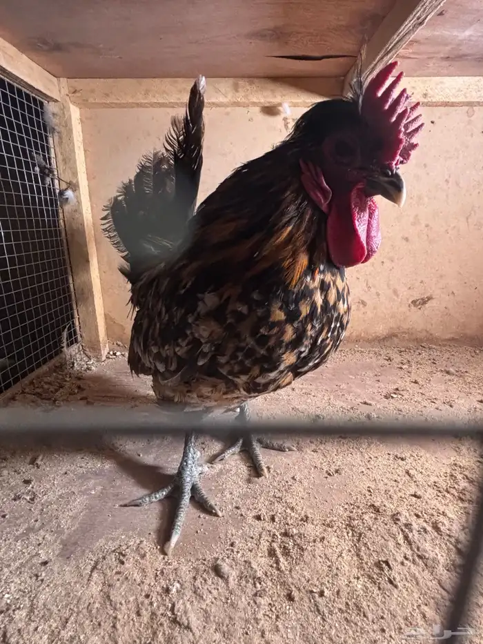 للبيع ديكه 5