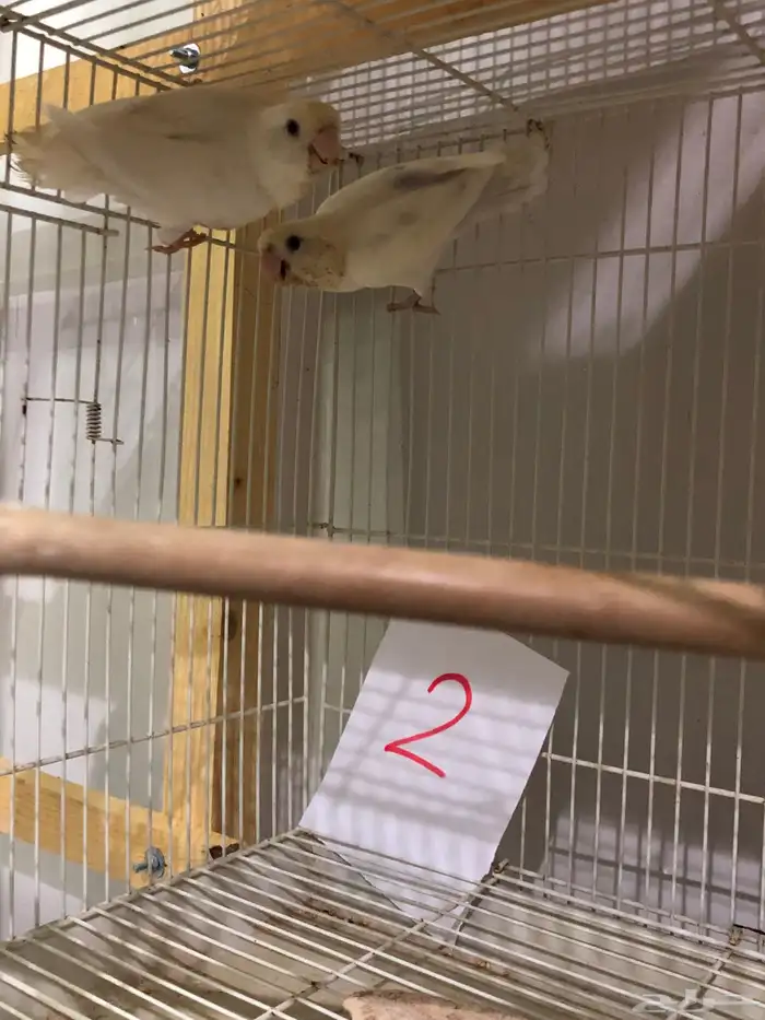 طيور روز للبيع مع فروخهم 3