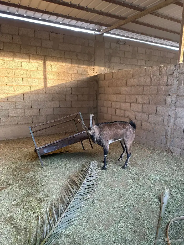 تيس هجين درجة اولى 0