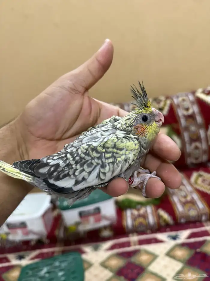 للبيع فرخين كروان 4