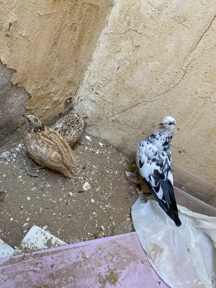 السلام عليكم 2