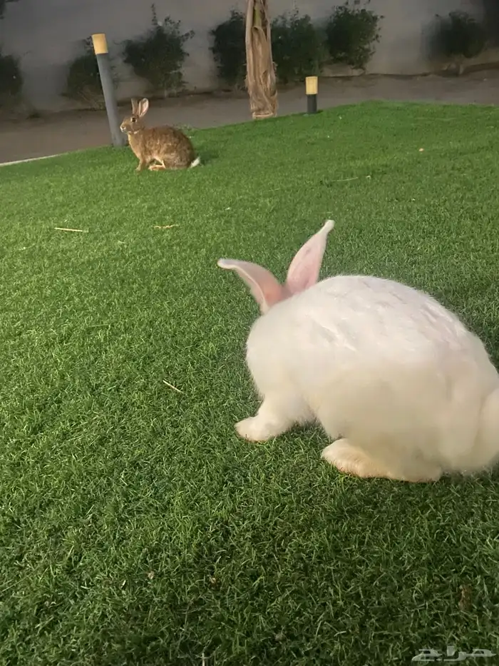 ارانب للبيع 3