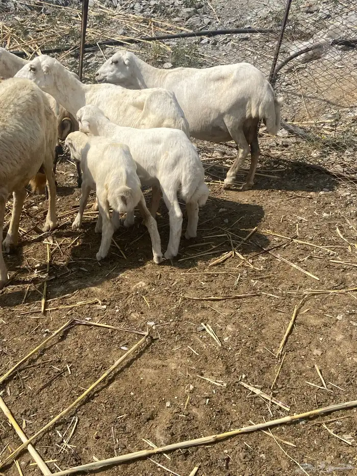 ضان مناتيج مع الفحل 1