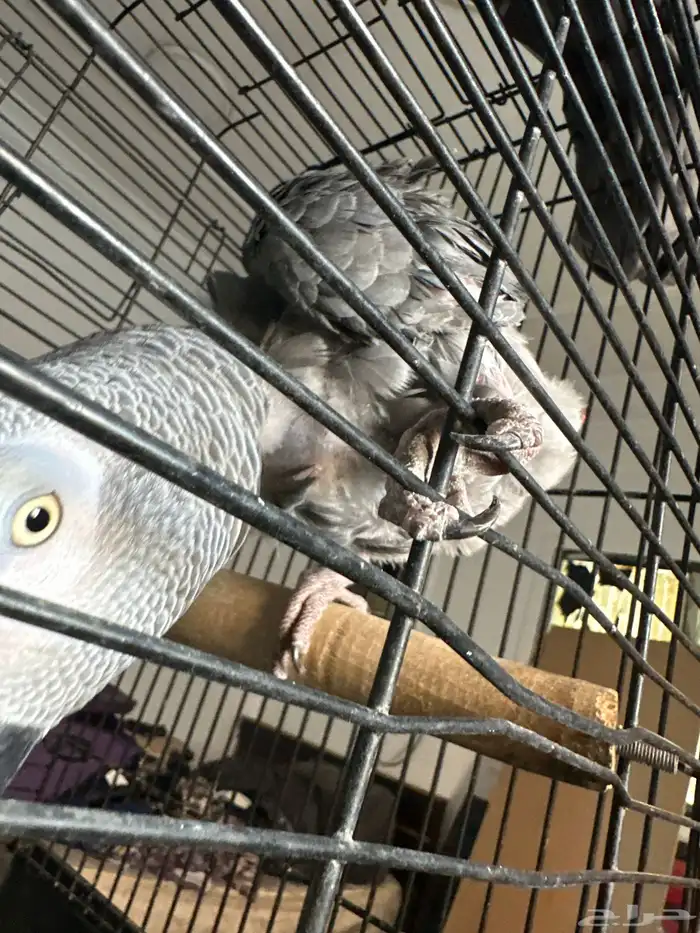 بغبغان كاسكو للبدل ب امزوني الي عندو شي مناسب يكلمني 0