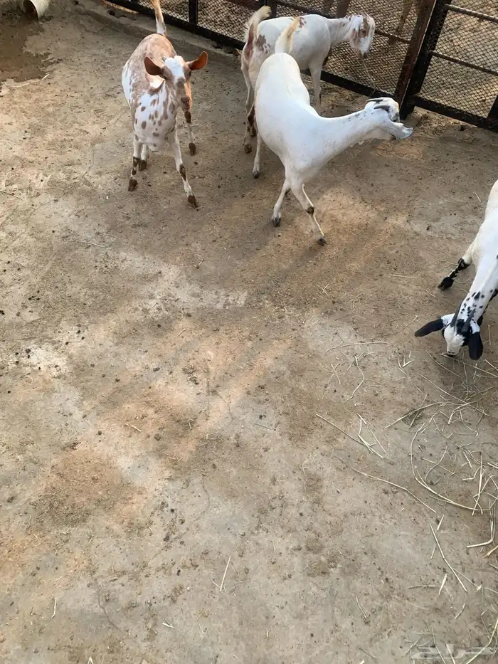 جفير العدد 10 رؤوس تربية ومطربات شي طيب ونظيف 6