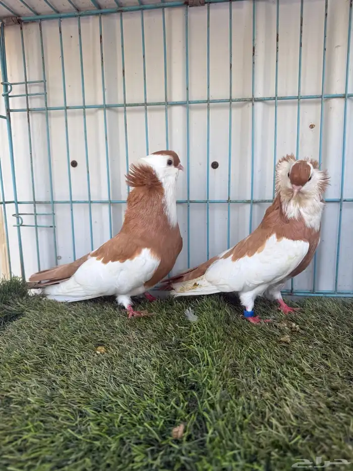 زوج بلغاري عبسي 4