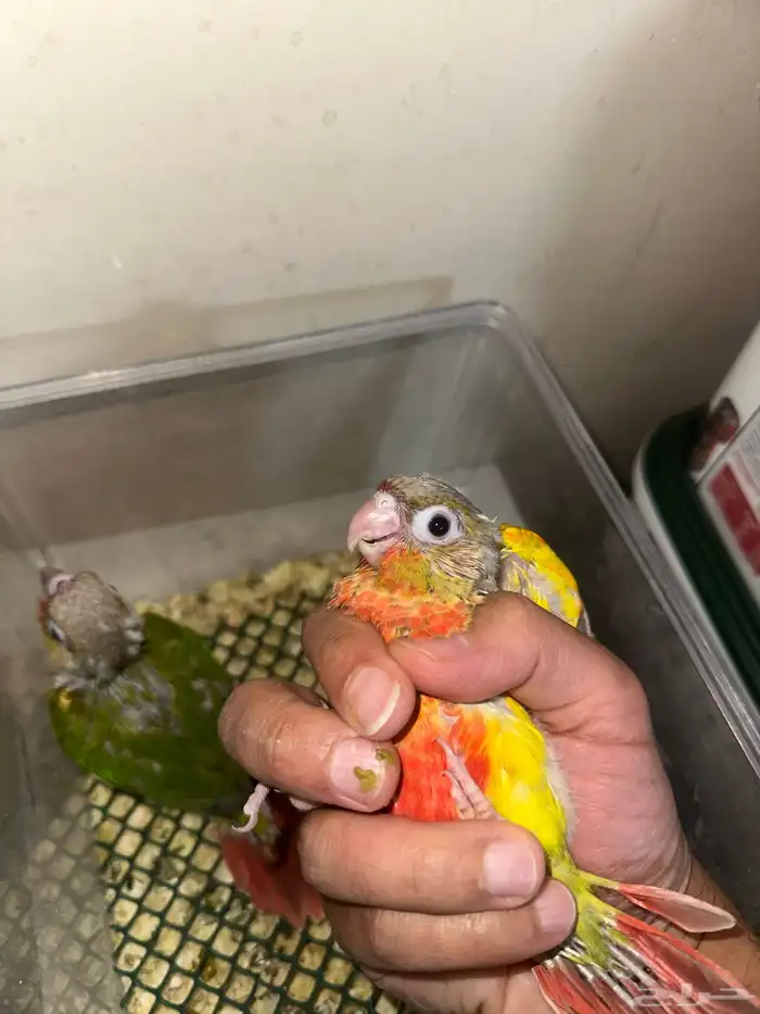 فروخ كنيور دبل رد فاكتور جميلة( 450 ) 3