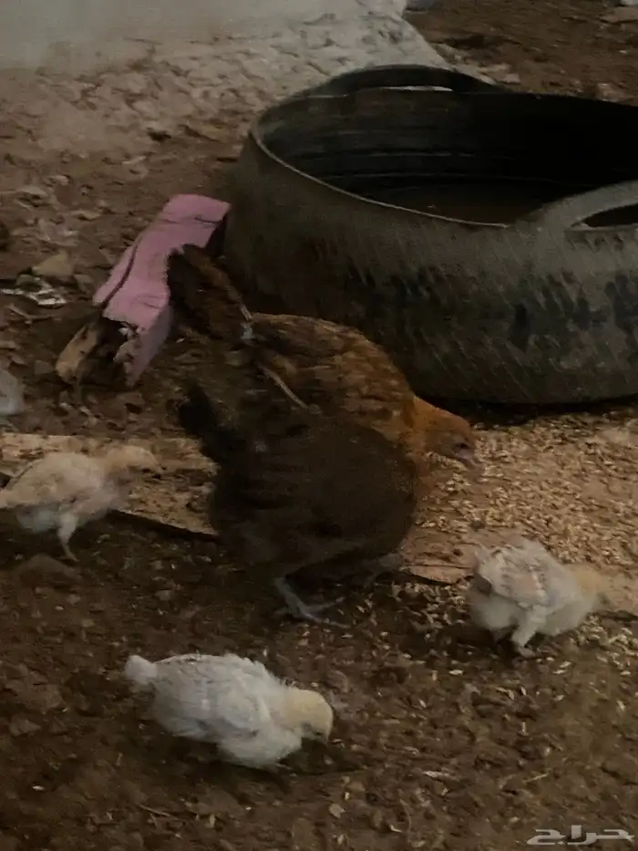 دجاج للبيع 5