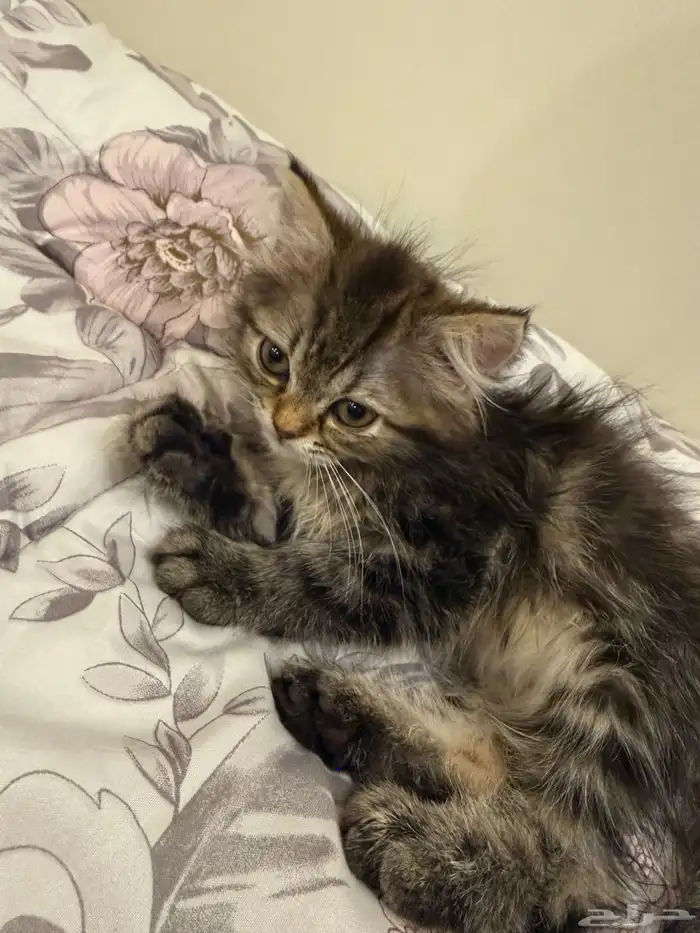 كيتن للتبني 0