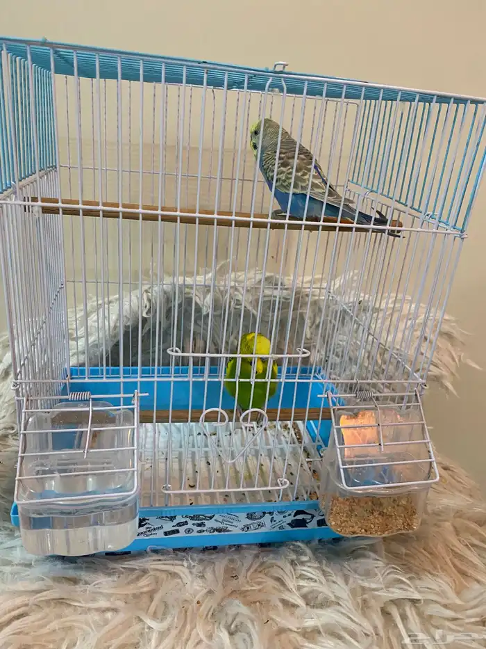 طيور الحب بصحة جيدة 4