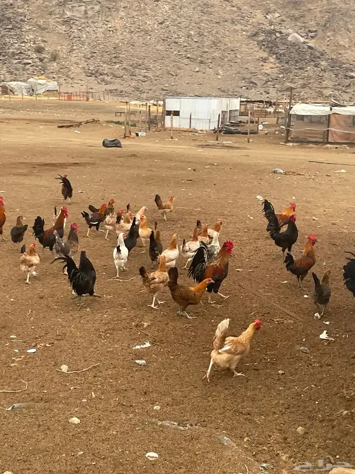 بيض  صوص   دجاج وديوك للبيع 1