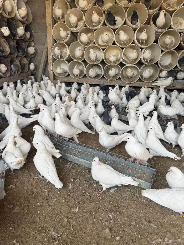 موجود حمام فرنسي سوبر جامبو 2