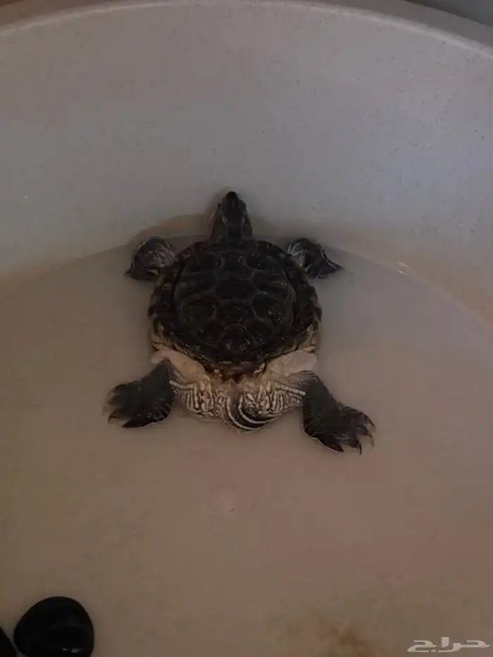 سلحفاة حجمها متوسط للبيع 0