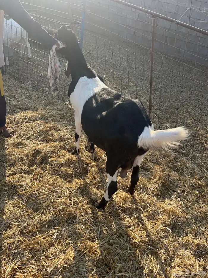 معزى مضاريع جروم وصنف 3