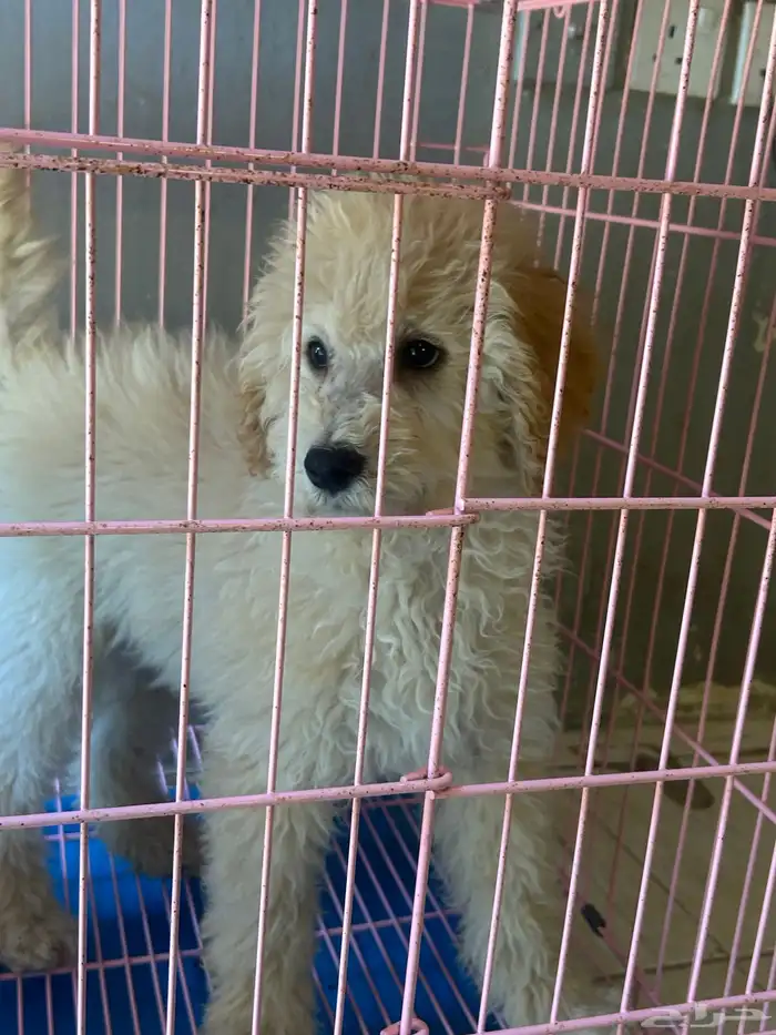 كلاب بودل XL كلاب جميله ولعوبه 9