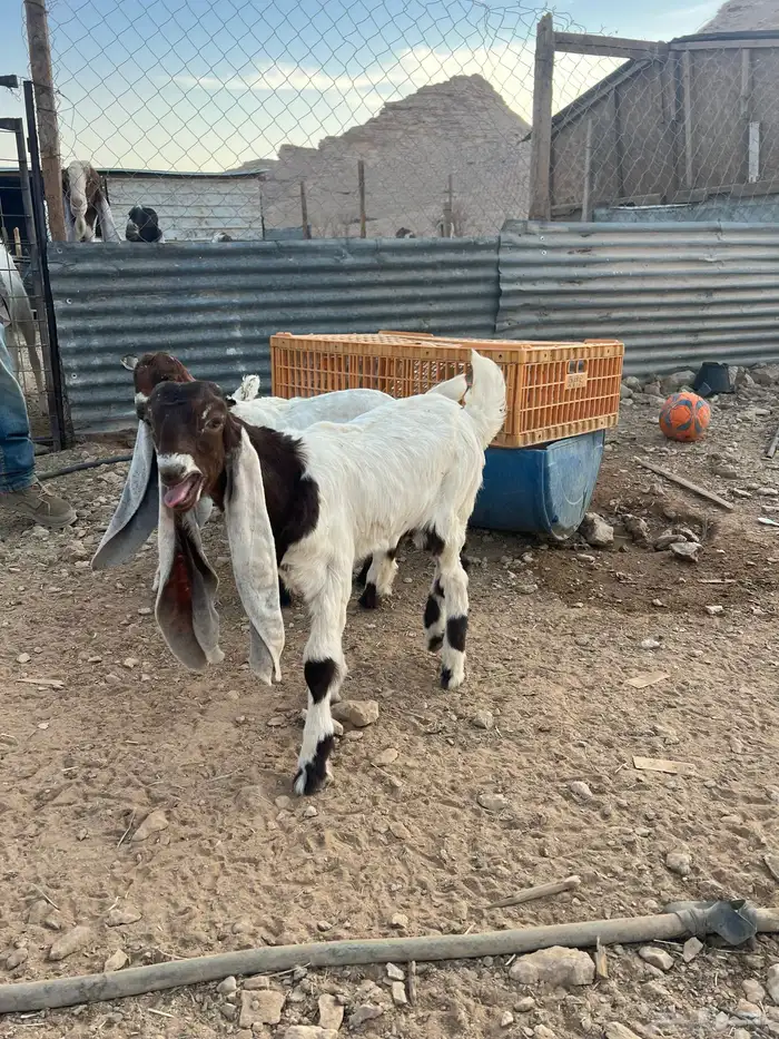 تيوس دواغير 3