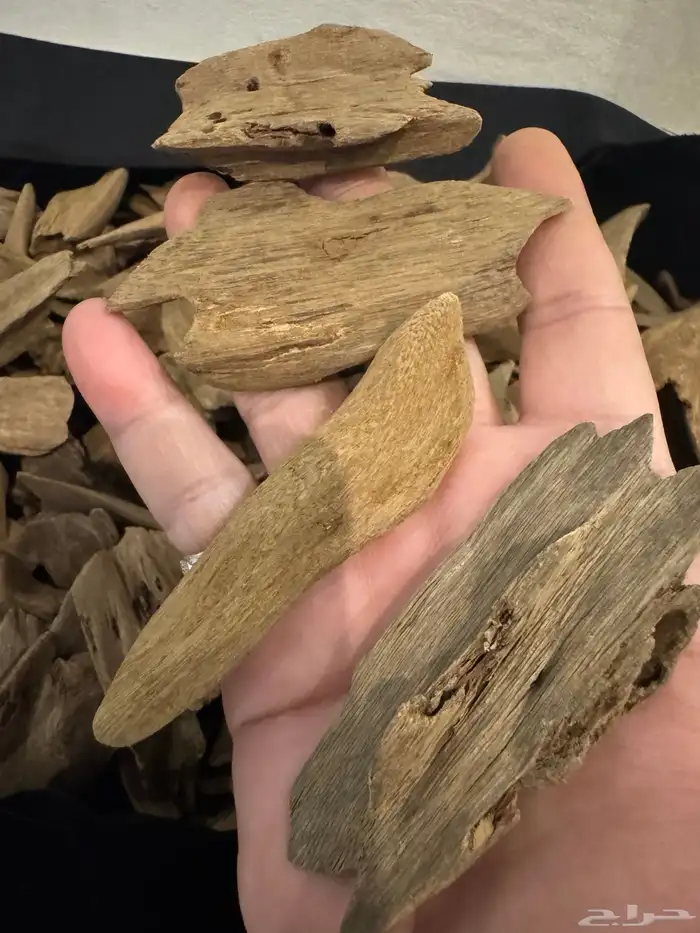 عود مروكي طبيعي تربل سوبر الجزاله في صوره طبيعي 100   100 3